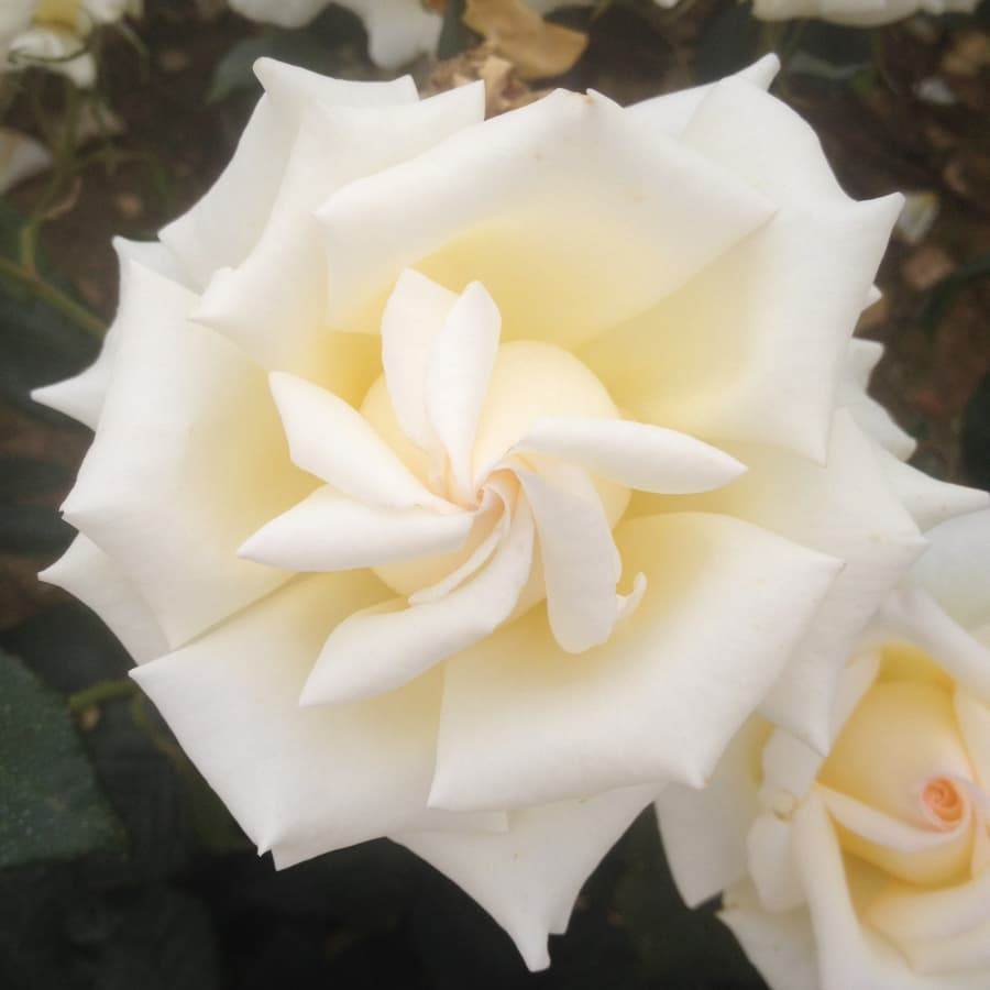 Send an At Peace Rose Bush - Delivered to UK addresses – Tree2mydoor