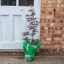 Attraction Japanese Maple Tree Gift - Acer Tree Gift - Tree2mydoor
