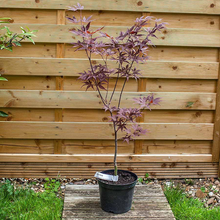 Attraction Japanese Maple Tree Gift