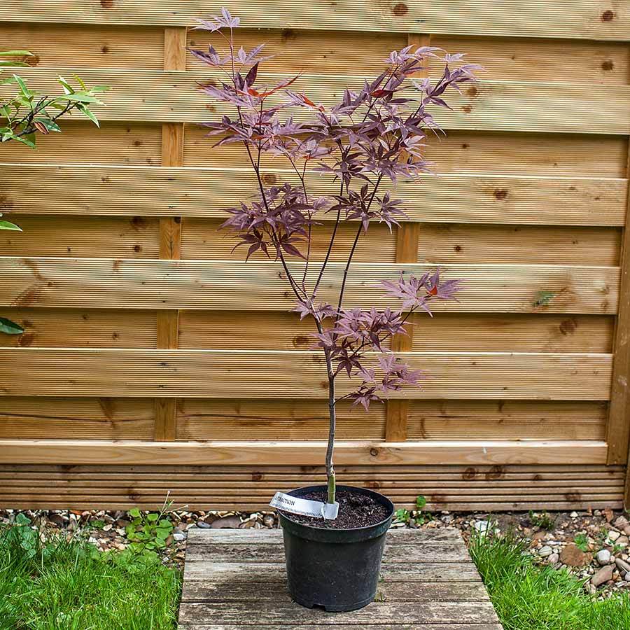 Attraction Japanese Maple Tree Gift - Acer Tree Gift - Tree2mydoor