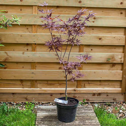 Attraction Japanese Maple Tree Gift - Acer Tree Gift - Tree2mydoor