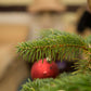 4ft Pot Grown Nordmann Fir Christmas Tree