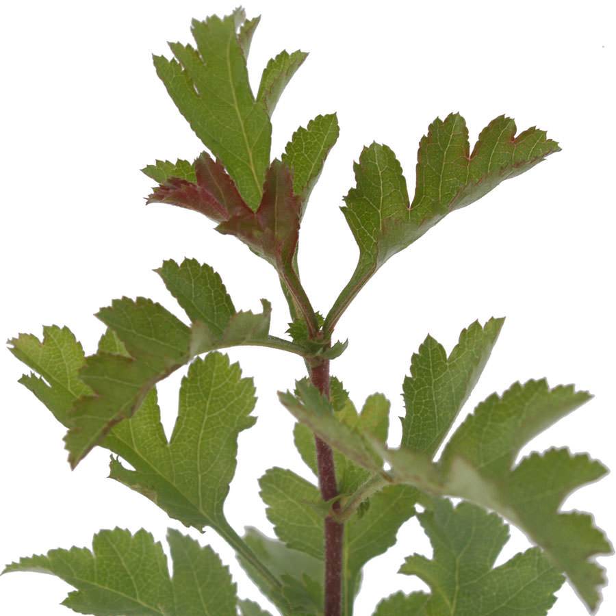 Hawthorn Tree Gift - Native Tree Gift - Tree2mydoor