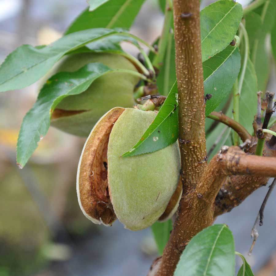 Dwarf Almond Tree Gift - Fruit Tree Gift - Tree2mydoor