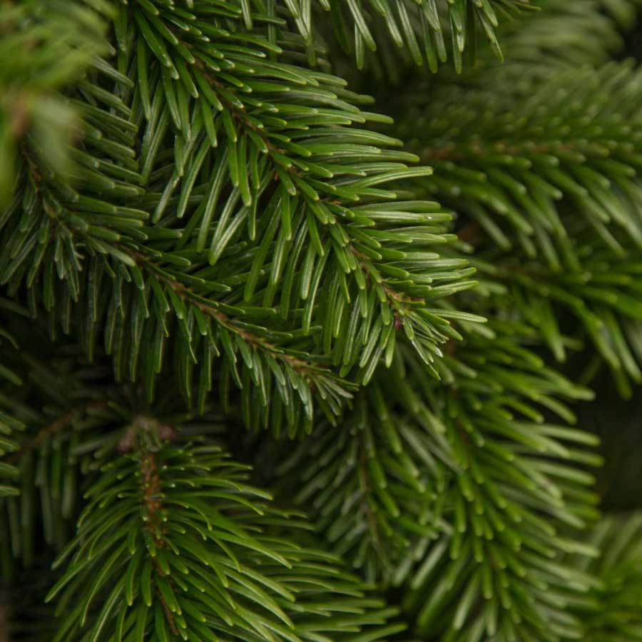 4ft Pot Grown Nordmann Fir Christmas Tree - Christmas Tree Gift - Tree2mydoor