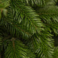 Potted Christmas Trees Delivered UK