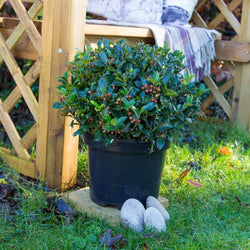 Christmas Ball Holly Tree Gift - Holly Tree Gift - Tree2mydoor