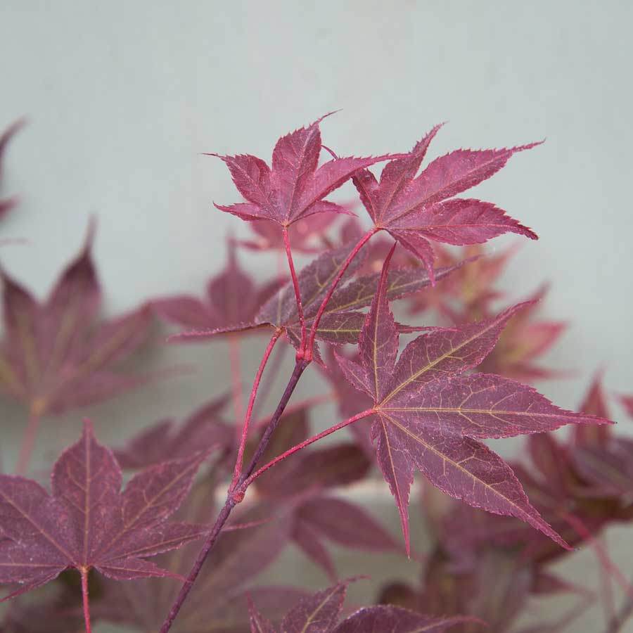 Going Red Japanese Maple Tree Leaves