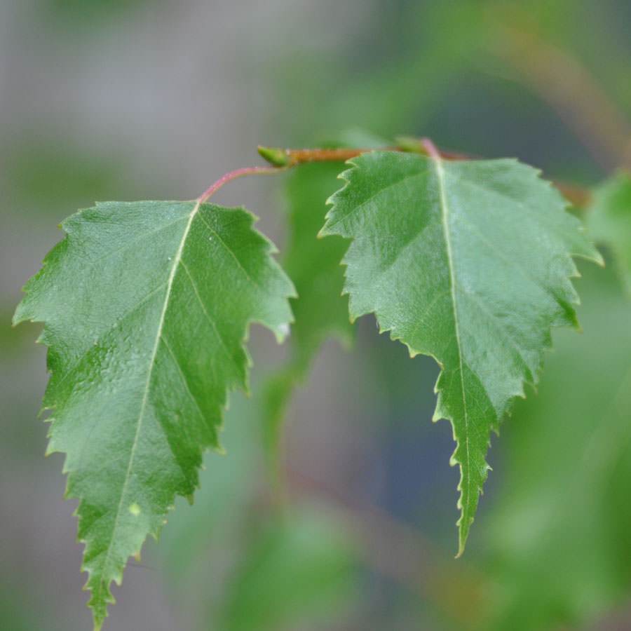 Ornamental Alder Tree Gift - Gardeners Club - Tree2mydoor