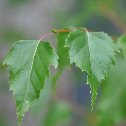 Ornamental Alder Tree Gift - Gardeners Club - Tree2mydoor