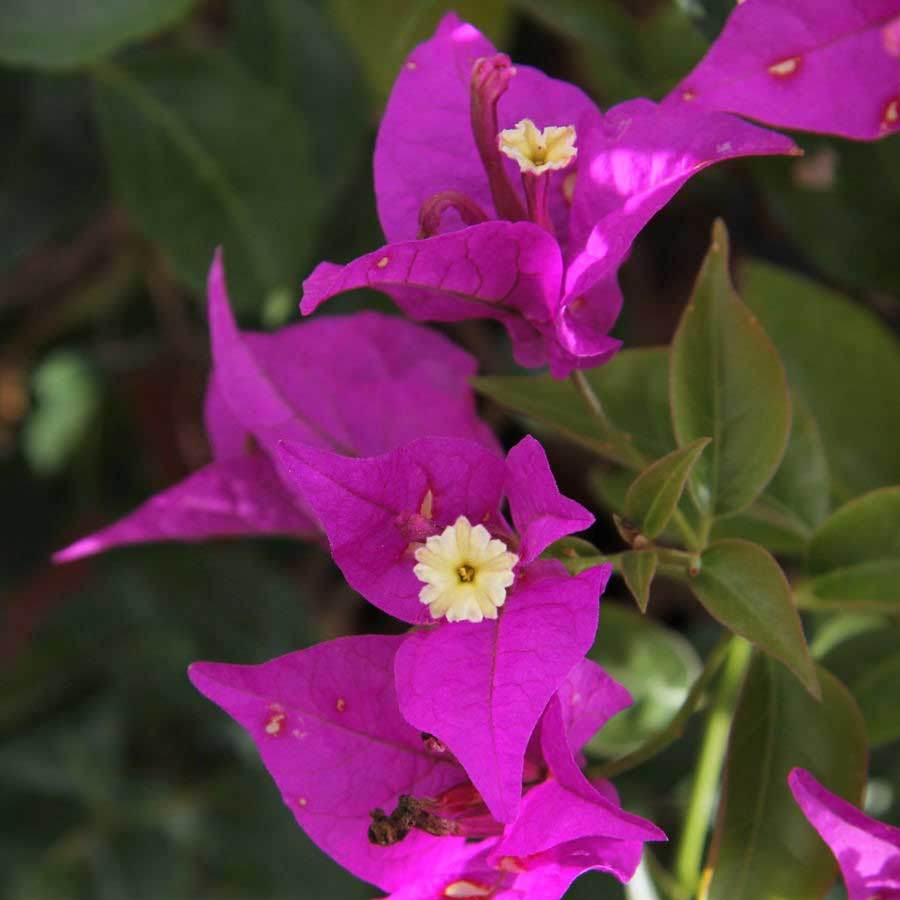 Bougainvillea Pyramid Gift - Indoor Plant Gift - Tree2mydoor
