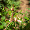 Breath of Life Climbing Rose Bush Gift