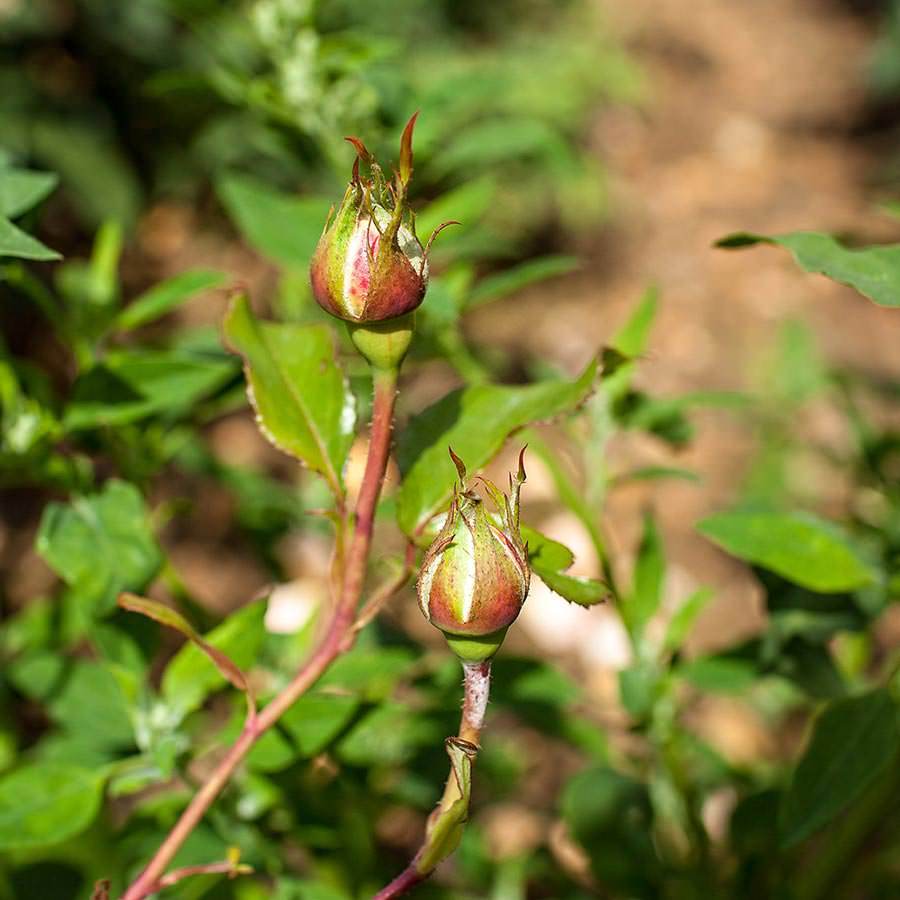 Breath of Life Climbing Rose Gift - Rose Bush Gift - Tree2mydoor