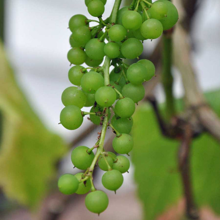 Send a Grape Vine