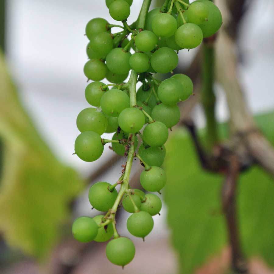 White Grape Vine Gift - Fruit Tree Gift - Tree2mydoor