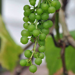 White Grape Vine Gift - Fruit Tree Gift - Tree2mydoor