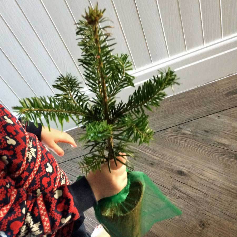 Nordmann Fir Tree Gift - Christmas Tree Gift - Tree2mydoor