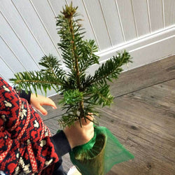 Nordmann Fir Tree Gift - Christmas Tree Gift - Tree2mydoor