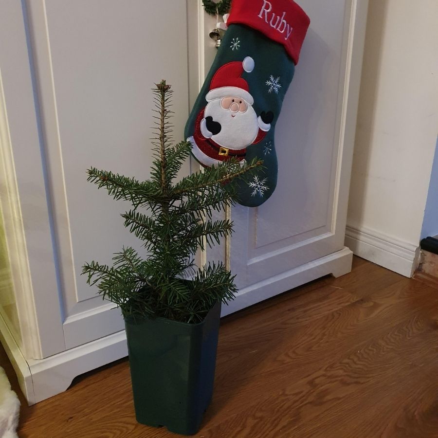 Buy Baby's First Christmas Tree from Tree2mydoor