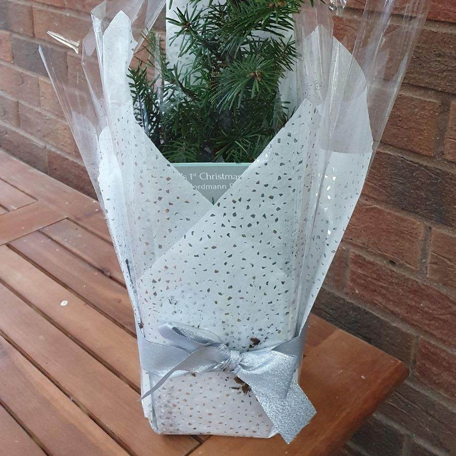Baby’s 1st Christmas Tree Gift - Christmas Tree Gift - Tree2mydoor