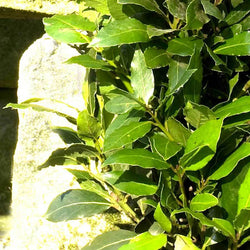 Bay Laurel Pyramid Gift - Bay Tree Gift - Tree2mydoor