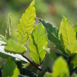 Christmas Bay Tree Gift Small Bay Tree (2.5L pot, 50cm height) - Bay Tree Gift - Tree2mydoor