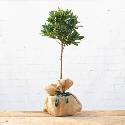 image of a bay tree gift with hessian wrap