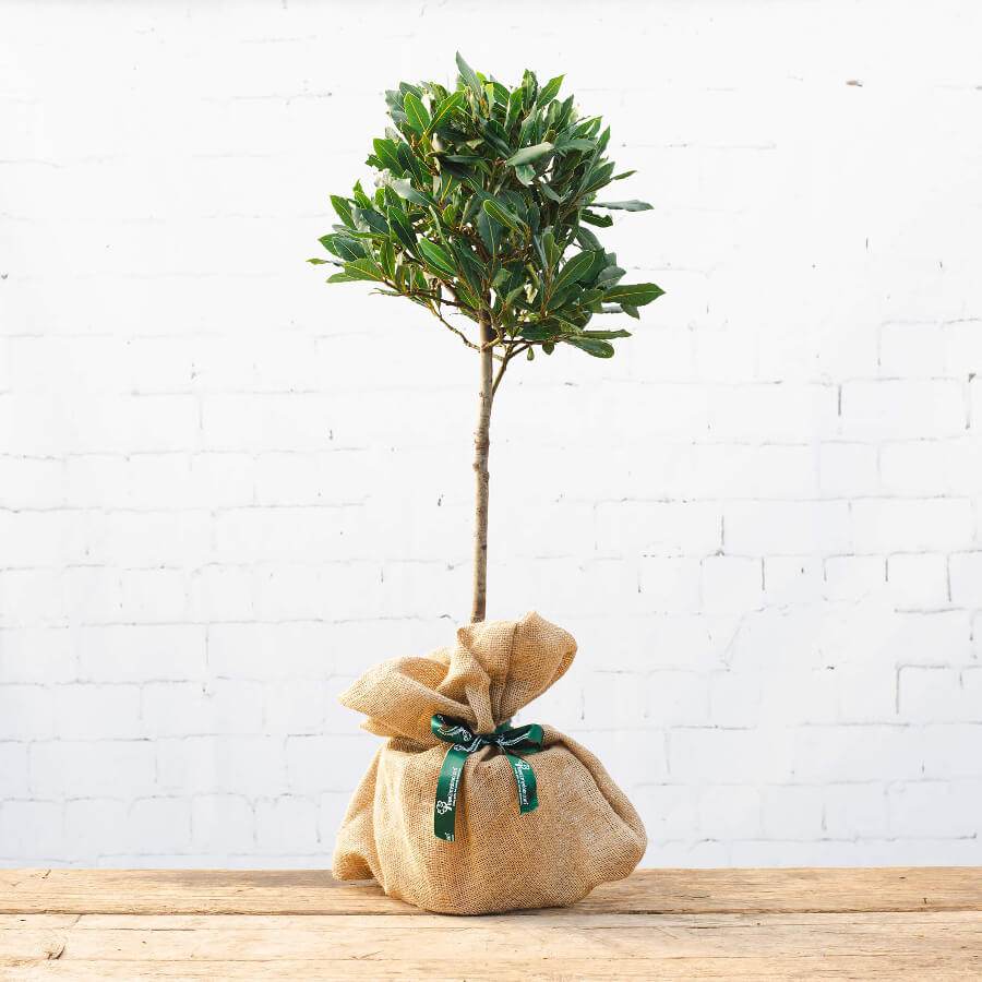 The Bay Tree Gift Small (2.5L pot, 50cm height) - Bay Tree Gift - Tree2mydoor