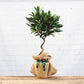 image of a twisted bay tree gift with hessian wrap