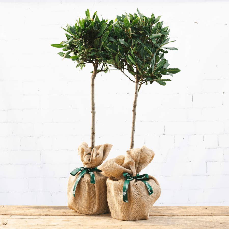 image of a pair of bay tree gifts 