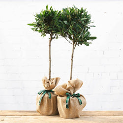 Pair of Bay Tree Gifts Small (2.5L pot, 50cm height) - Bay Tree Gift - Tree2mydoor