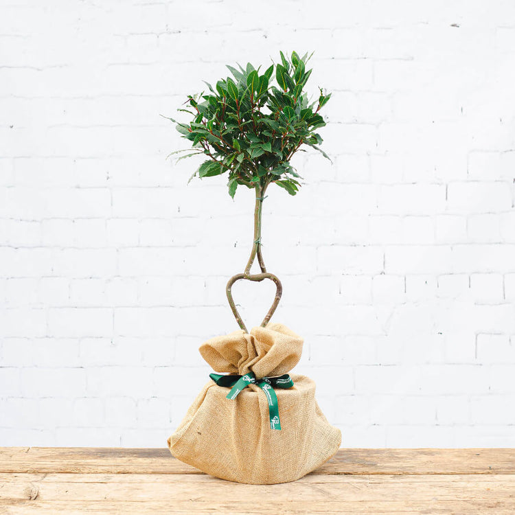 loveheart bay tree gift with hessian wrap