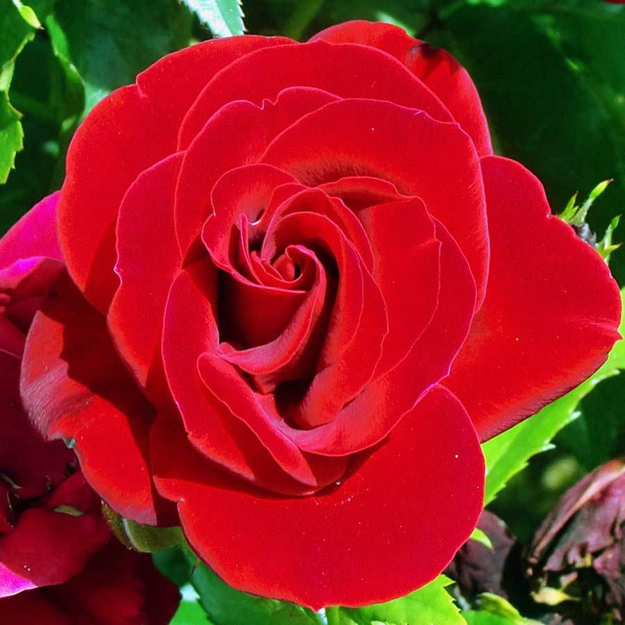 Ruby Anniversary Rose and Seed Gift Set - Rose Gift Pack - Tree2mydoor