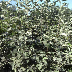 Common Beech Tree (2m) - Gardeners Club - Tree2mydoor