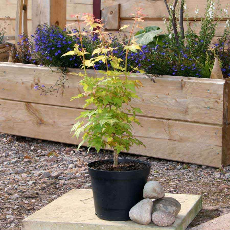 Orange Dream Japanese Maple Tree Gift - Acer Tree Gift - Tree2mydoor
