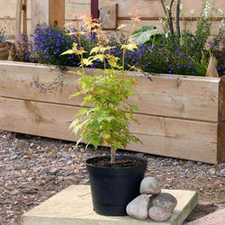 Orange Dream Japanese Maple Tree Gift - Acer Tree Gift - Tree2mydoor