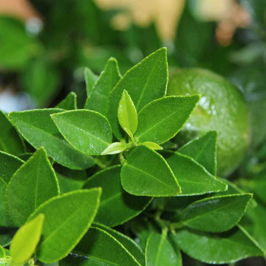 Chinotto Tree Gift | Send a Unique Campari Tree | Citrus Myrtifolia