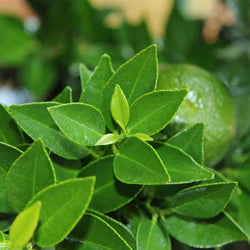 Chinotto Tree Gift - Citrus Tree Gift - Tree2mydoor