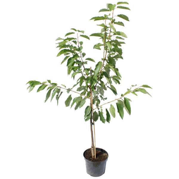 Sunburst Cherry Tree Gift - Fruit Tree Gift - Tree2mydoor