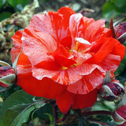 Hanky Panky Rose Bush Gift - Rose Bush Gift - Tree2mydoor