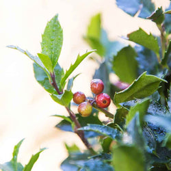 Christmas Ball Holly Tree Gift - Holly Tree Gift - Tree2mydoor