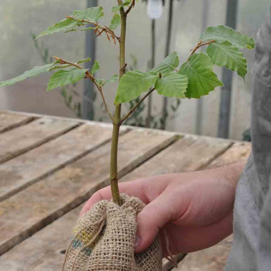 Beech Tree Gift - Native Tree Gift - Tree2mydoor