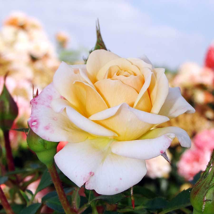 Belle of the Ball Rose Gift - Rose Bush Gift - Tree2mydoor