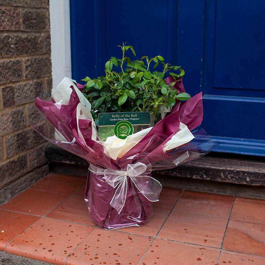 Belle of the Ball Rose Gift - Rose Bush Gift - Tree2mydoor