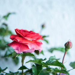 Best Friends Forever Rose Bush Gift - Rose Bush Gift - Tree2mydoor