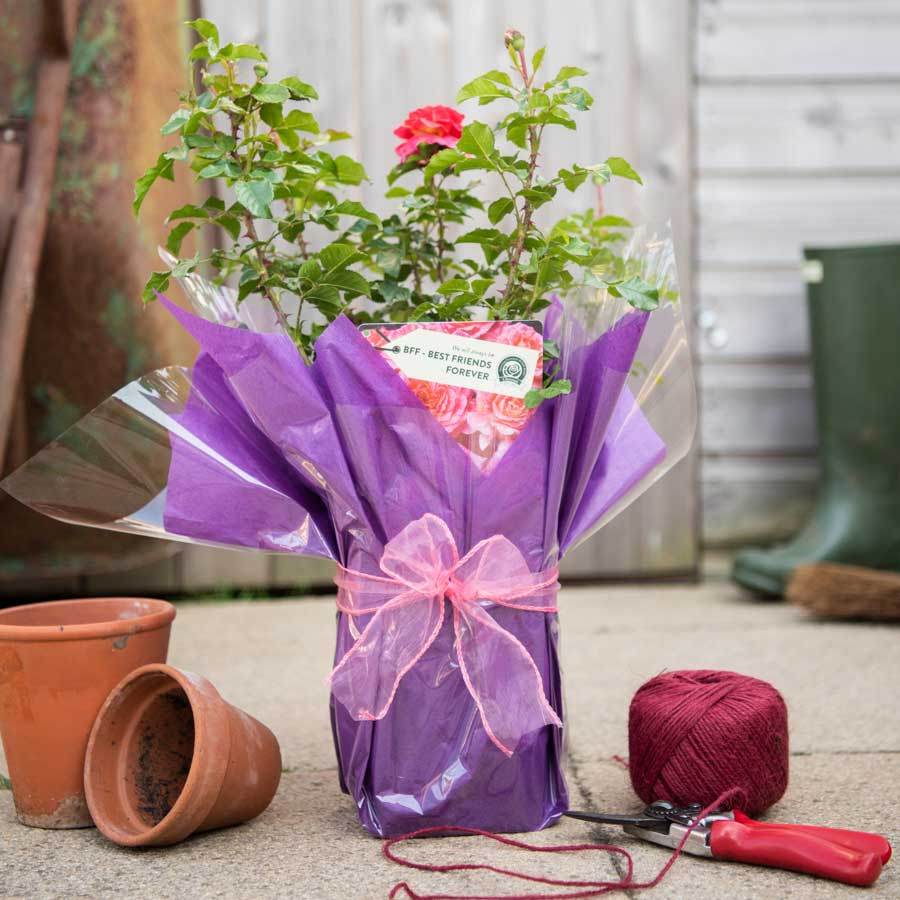Best Friends Forever Rose Bush Gift - Rose Bush Gift - Tree2mydoor