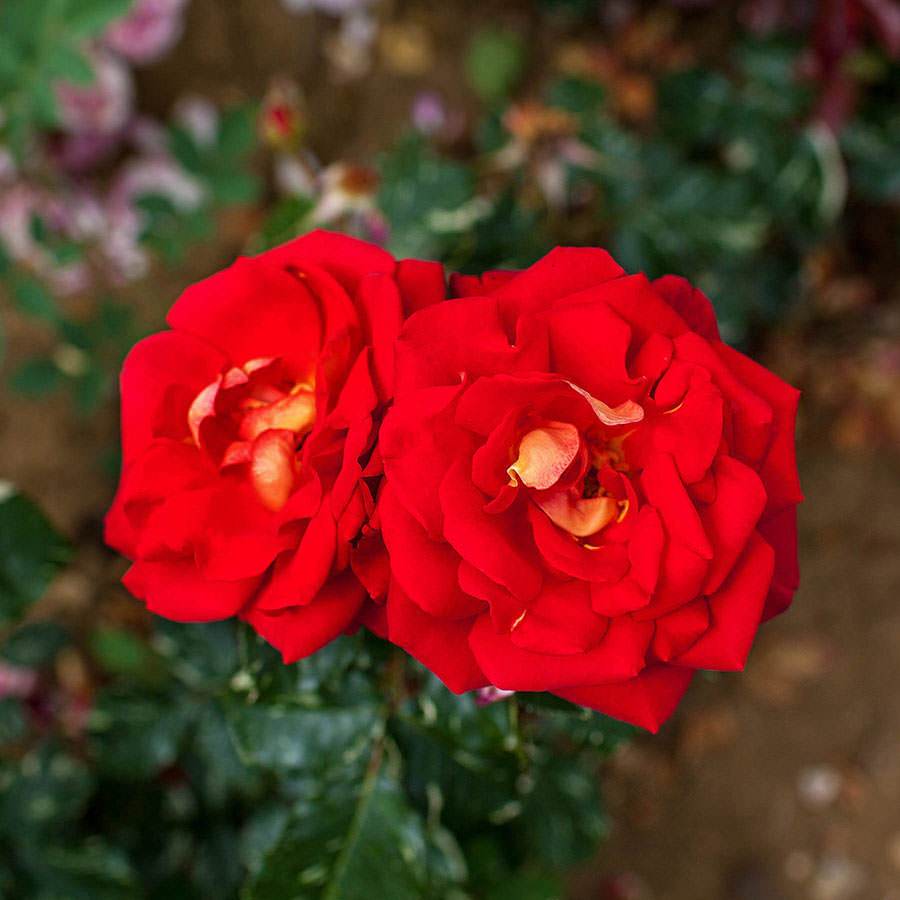 Best Wishes Climbing Rose Gift - Rose Bush Gift - Tree2mydoor