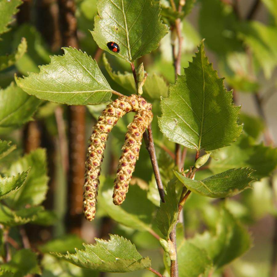 12L Betula pendula Fastigiata Joes ® 1.5m - Gardeners Club - Tree2mydoor