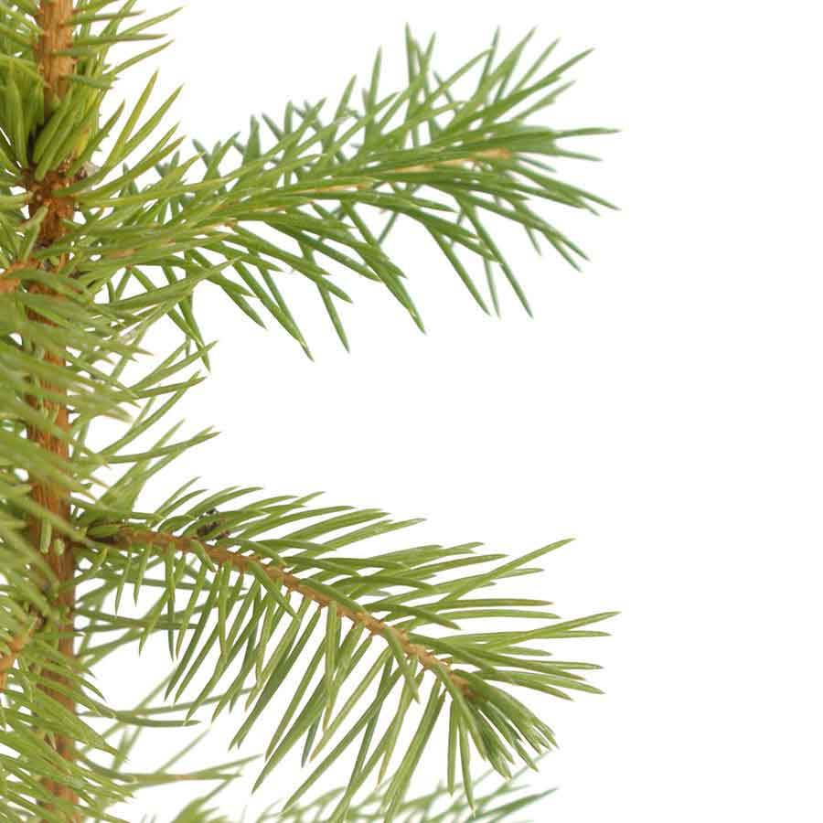 Norway Spruce Tree Sapling Gift - Native Tree Gift - Tree2mydoor