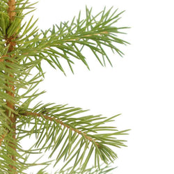 Norway Spruce Tree Sapling Gift - Native Tree Gift - Tree2mydoor